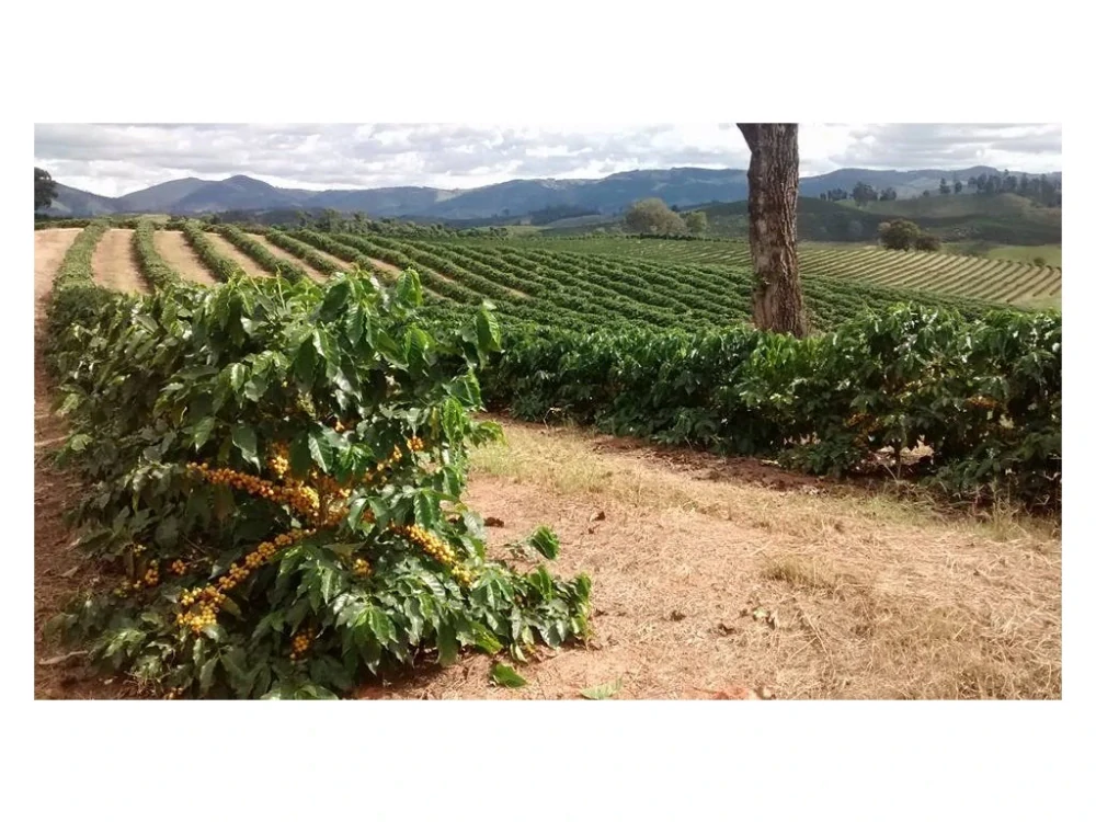 Thailand Suan Ya Luang 1 kg – zrnková káva 100% Arabica