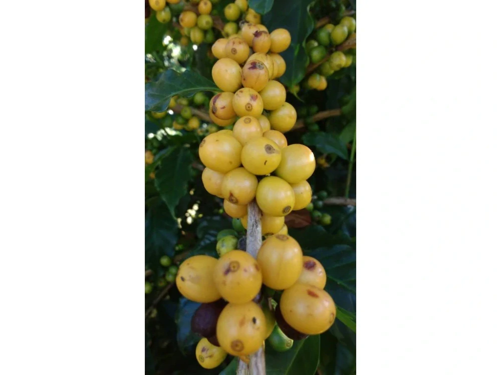 Zrnková káva Brazil Fazenda Mariano 250 g– čerstvě pražená káva z lokální pražírny, čokoláda a karamel